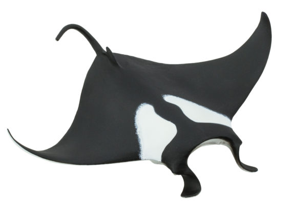 manta ray model