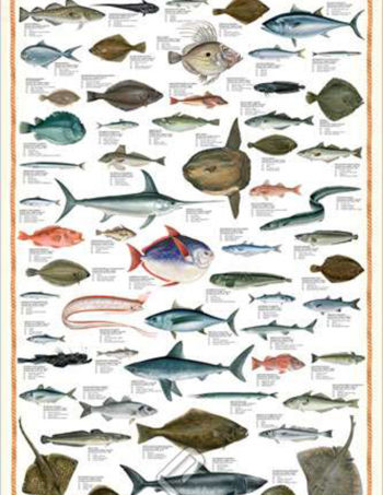 Florida Saltwater Fish Identification Card Fish Species Guide With