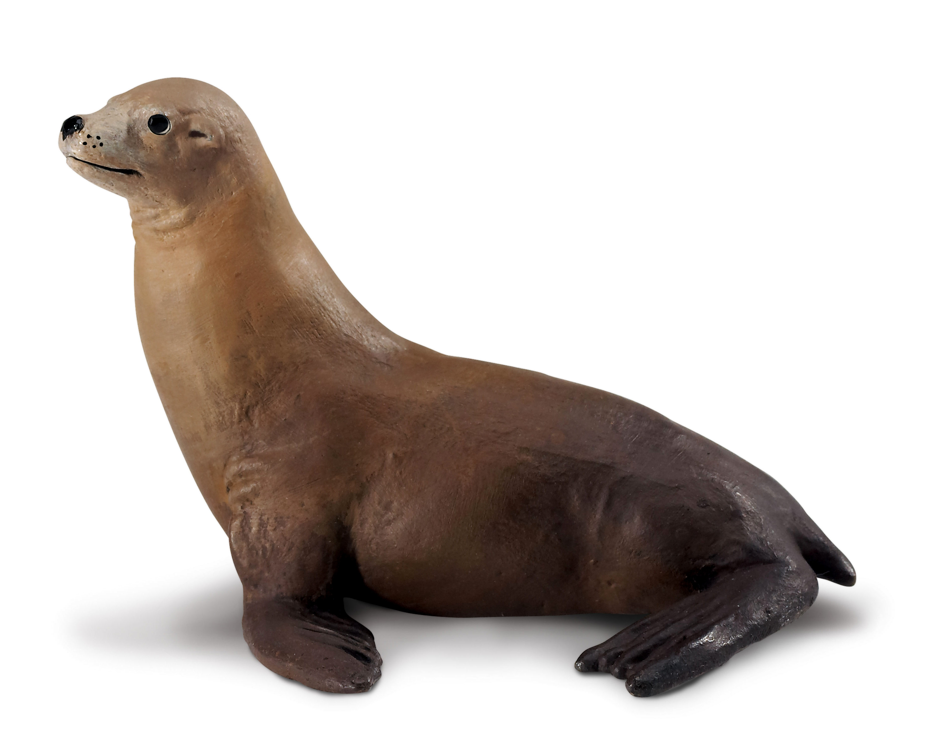 Sea Lion model - What If Scientific - Leave Only Bubbles, LLC