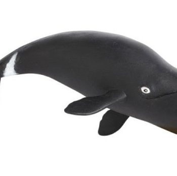 Pilot Whale model - What If Scientific - Leave Only Bubbles, LLC